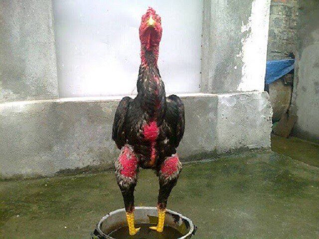 Gà chọi nổi tiếng nhất việt nam 1 Gà chọi Thái Bình luôn là top 1 trong các giống gà chọi hay nhất Việt Nam
