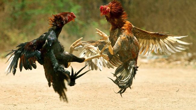 Gà chọi nổi tiếng nhất việt nam 3 ga choi noi tieng nhat viet nam 3 1
