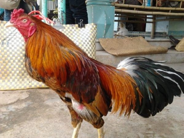 Gà chọi nổi tiếng nhất việt nam 4 ga choi noi tieng nhat viet nam 4 2