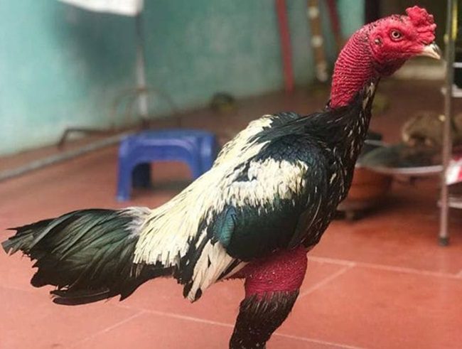 Gà chọi nổi tiếng nhất việt nam 5 ga choi noi tieng nhat viet nam 5 3