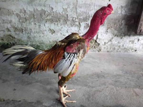 ga choi noi tieng nhat viet nam 4