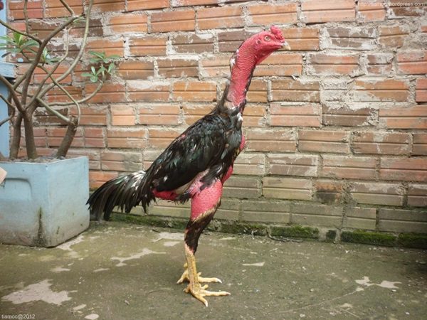 ga choi khong tieu 2 1