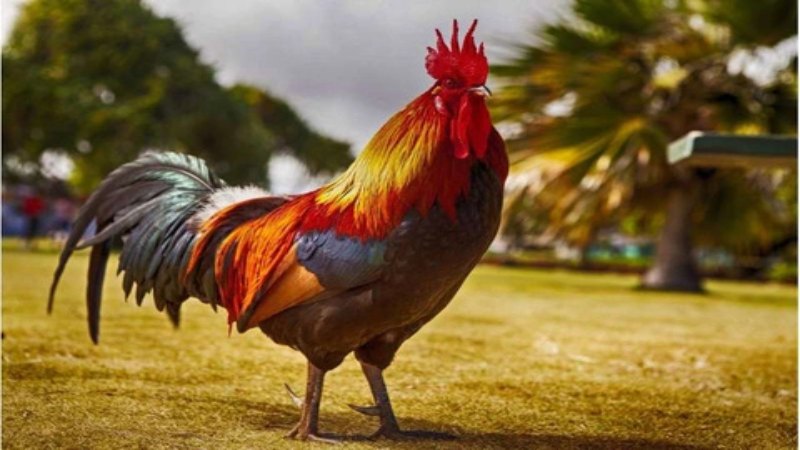 Cách nuôi gà nòi đá cựa sắt tới pin 2 cach nuoi ga da cua sat mau toi pin 2 2