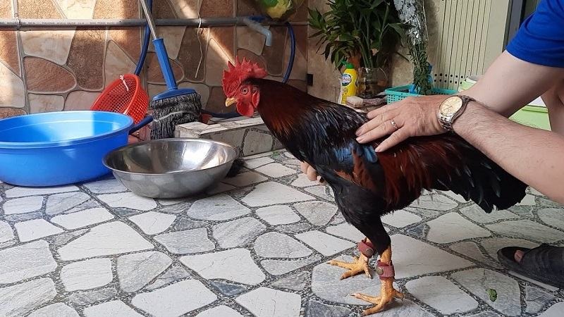 Cách nuôi gà nòi đá cựa sắt tới pin 3 cach nuoi ga da cua sat mau toi pin 3 3