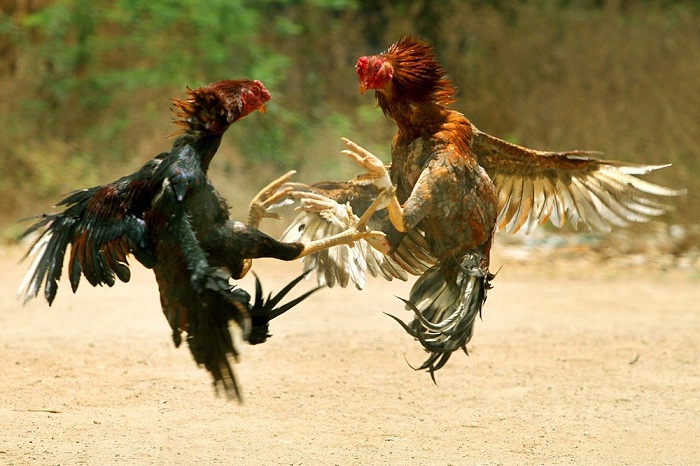 Cách Chọn Gà Chọi Qua Tiếng Gáy: Bí Quyết Từ Các Sư Kê Lâu Năm 1 chon ga choi qua tieng gay 1 1