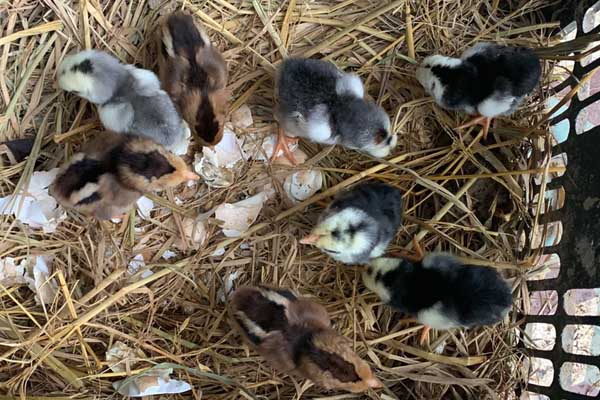 Bí Quyết Nuôi Gà Chọi Con Nhanh Lớn, Khỏe Mạnh Cho Người Mới Bắt Đầu 3 cach nuoi ga choi con 1 3