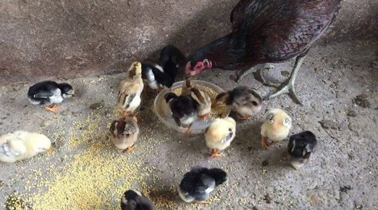 Bí Quyết Nuôi Gà Chọi Con Nhanh Lớn, Khỏe Mạnh Cho Người Mới Bắt Đầu 2 cach nuoi ga choi con 2 2
