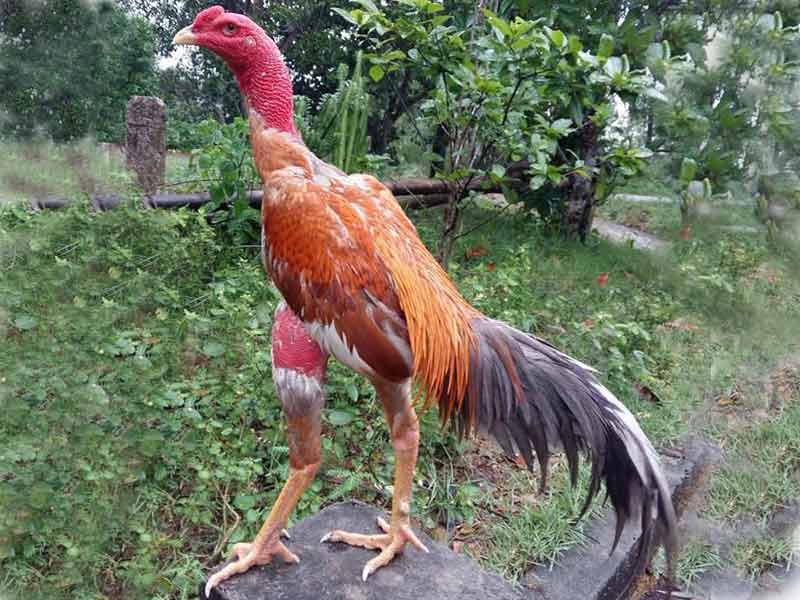 chon ga choi hay 3 3