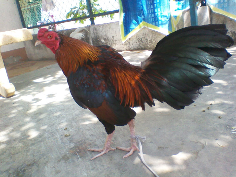 ga bi nam chan 2 1