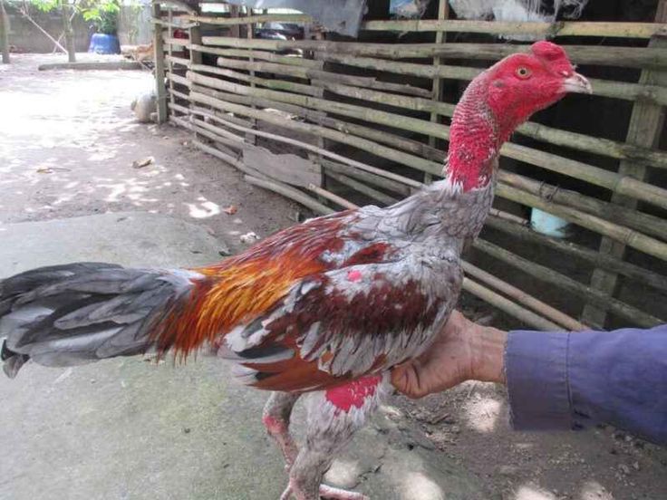 Cách nuôi gà đá không bị hốc đơn giản 1 ga da khong bi hoc 1 1