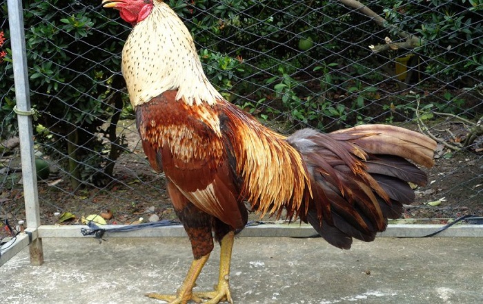 Cách nuôi gà đá không bị hốc đơn giản 3 ga da khong bi hoc 3 3