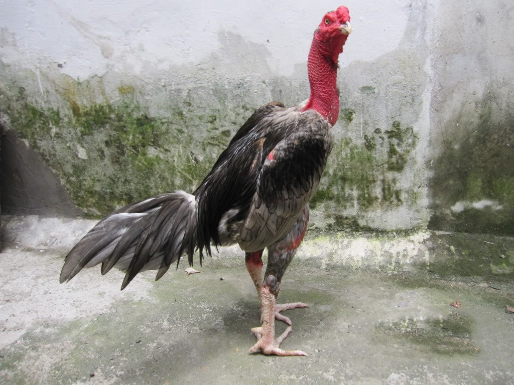 xem mat ga choi hay 5 4