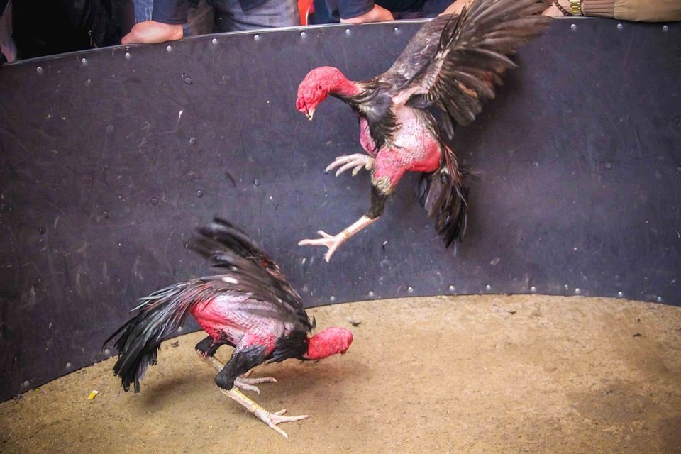 Hướng Dẫn Xem Tướng Gà Chọi: Bí Quyết Chọn Gà Đá Đỉnh Cao Cho Sư Kê 5 xem tuong ga choi hay 6 5