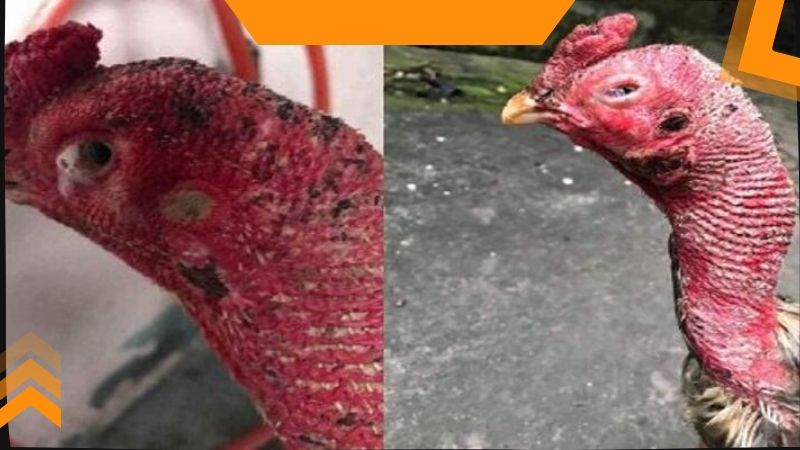 Một vài lưu ý cần ghi nhớ khi chữa trị cho chiến kê bị đá mù mắt