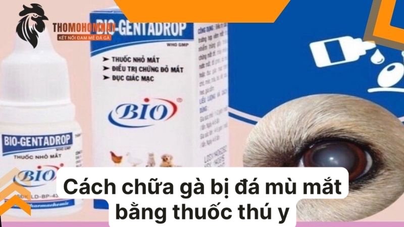 Cách chữa gà bị đá mù mắt khi bị trúng đòn của đối thủ