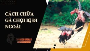 Nguyên nhân chính khiến chiến kê bị tiêu chảy