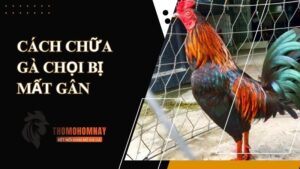 Cách chữa gà chọi bị mất gân do om chườm không đúng kỹ thuật