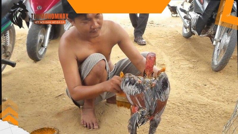 Cách chữa gà chọi bị mất gân cực hiệu quả qua các bài tập đơn giản