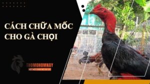 Nguyên nhân khiến cho chiến kê bị mốc da