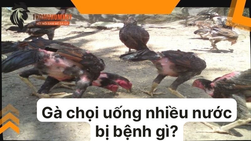 Chiến kê uống nhiều nước do nhiễm bệnh