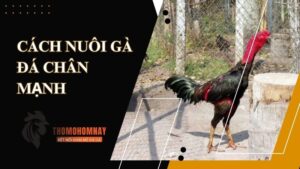 Cung cấp thực phẩm chứa chất tanh cho chiến kê
