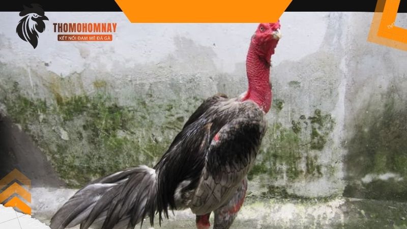 Cho gà đá tắm nắng để bổ sung canxi giúp chắc khỏe cơ xương