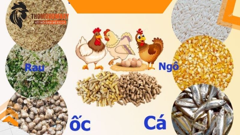 Bổ xung thuốc tăng cơ khi muốn chiến kê đá chân mạnh