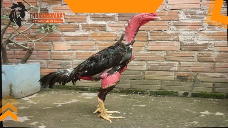 Cắt cựa cho chiến kê thường xuyên để không chịu thiệt ở cuộc thi