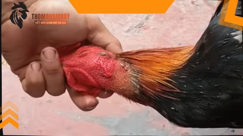 Cắt tai gà chọi như thế nào để không chảy máu và mau lành? 2 Hướng dẫn cắt tai chiến kê bằng kéo để không chảy máu