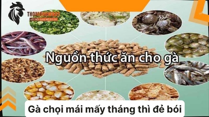 Chăm sóc gà chọi mái trong quá trình sinh sản