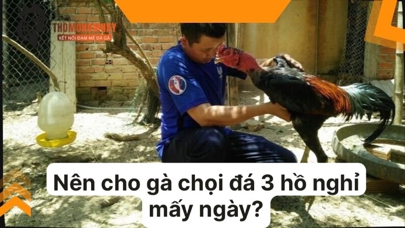 Nên cho gà chọi đá 3 hồ nghỉ mấy ngày là chuẩn nhất 3 Chăm sóc y tế cho chiến kê sau khi đá 3 hồ