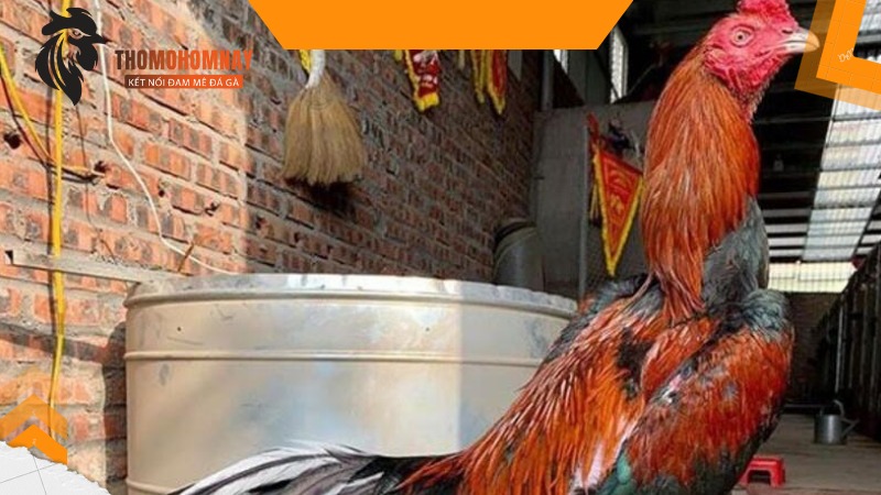 Gà màu gì đá hay nhất theo kinh nghiệm đá gà lâu năm của sư kê 2 Chiến kê lông màu tía có đòn lối cực hay