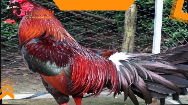 Cho gà chọi ăn cà chua có tác dụng gì đó là giúp xương chắc khỏe