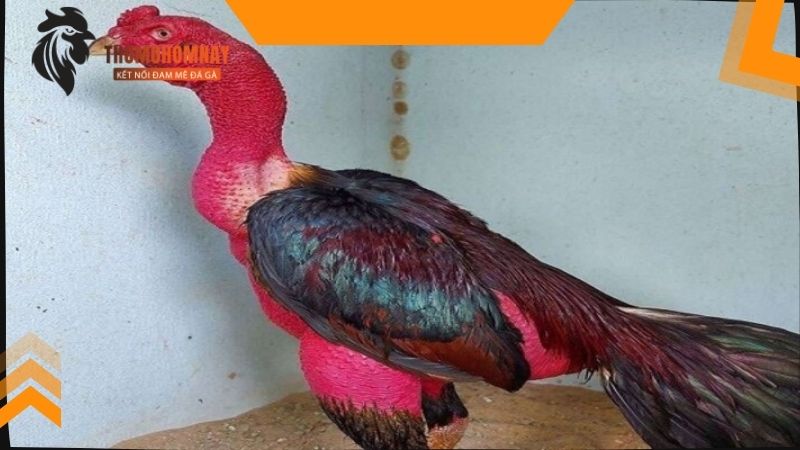 Cho chiến kê ăn cà chua như thế nào là tốt nhất?