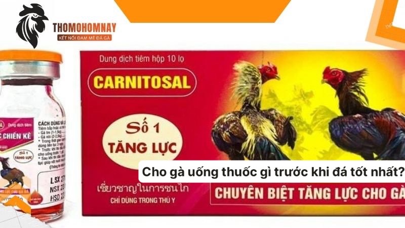 Thuốc trợ lực cho chiến kê xung mãn