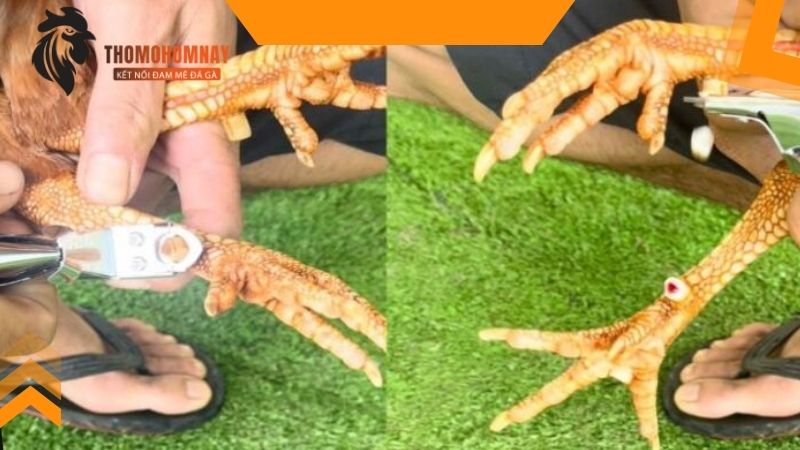 Gà cắt cựa bao lâu thì đá được và làm sao để không chảy máu?