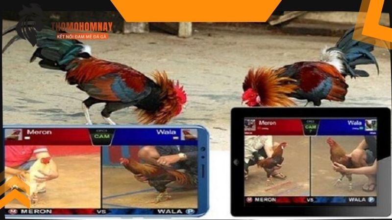 Tham gia đá gà bị bắt có bị phạt phải đi tù không?