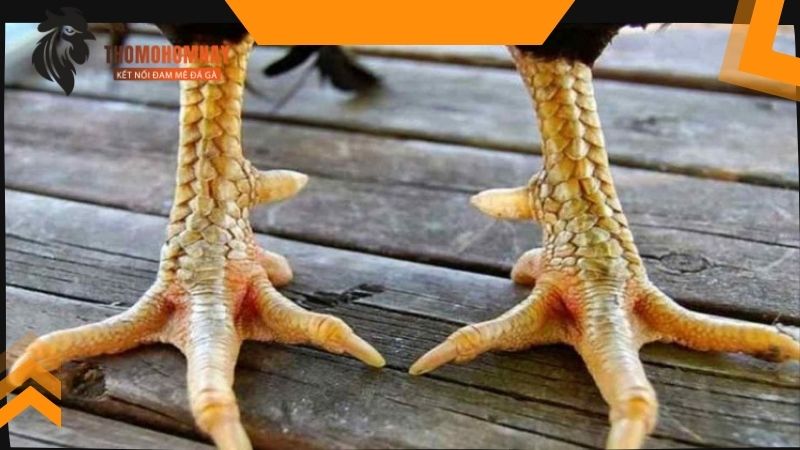 Đáp án chính xác gà cắt cựa bao lâu thì đá được?