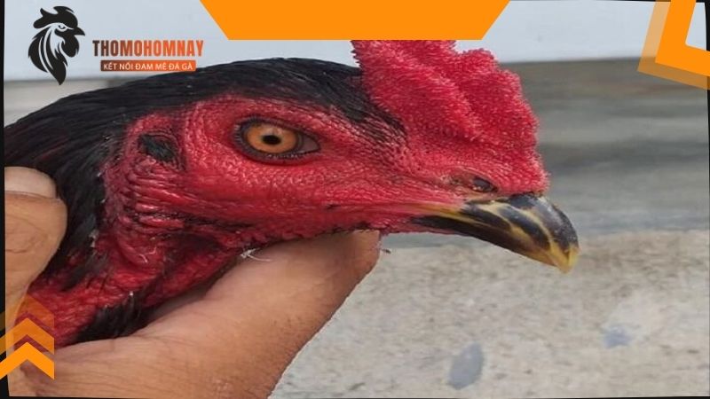 Cắt tai gà chọi như thế nào để không chảy máu và mau lành? 3 Dùng dao nam cắt tai gà chọi như thế nào?