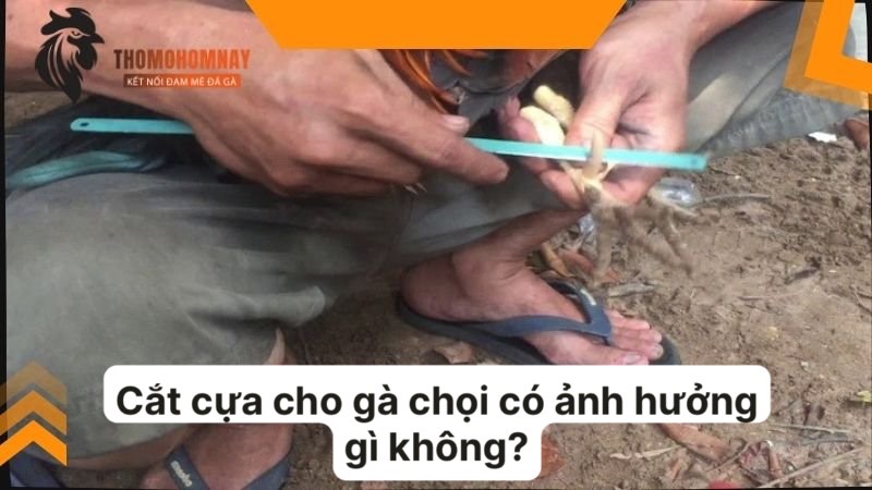 Cắt cựa cho chiến kê bằng dụng cụ chuyên nghiệp để không chảy máu