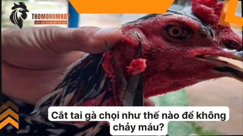 Cắt tai gà chọi như thế nào để không chảy máu và mau lành? 4 Vết cắt ở tai chiến kê mất bao lâu để lành lại?