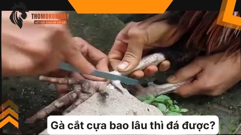 Vì sao nên thực hiện việc cắt cựa cho chiến kê thường xuyên?