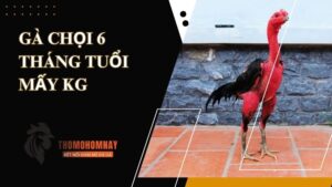 Gà chọi 6 tháng tuổi mấy kg là đạt tiêu chuẩn?