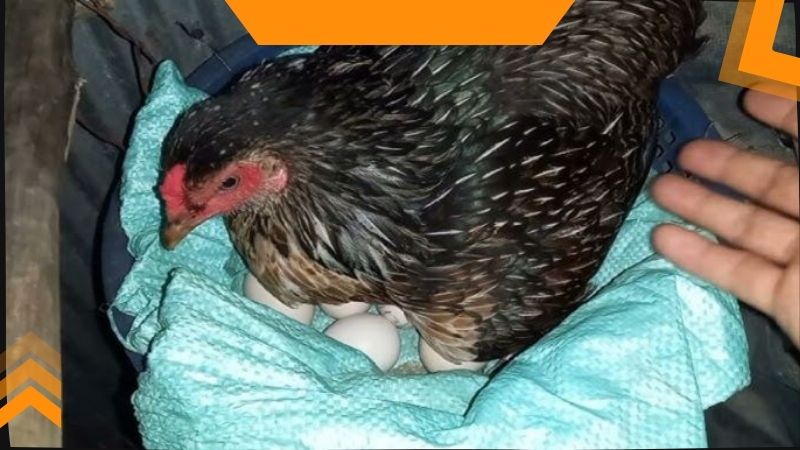 Cách để nhận biết chuẩn xác nhất gà chọi con sắp nở