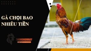 Tìm hiểu mức giá bán của gà chọi theo con giống