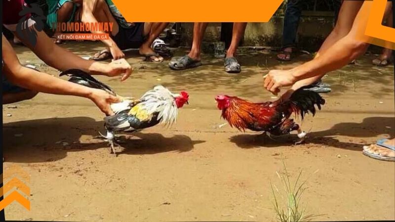 Nên cho gà chọi đá 3 hồ nghỉ mấy ngày là chuẩn nhất 4 Cho chiến kê tập luyện nhẹ nhàng trong thời gian nghỉ ngơi