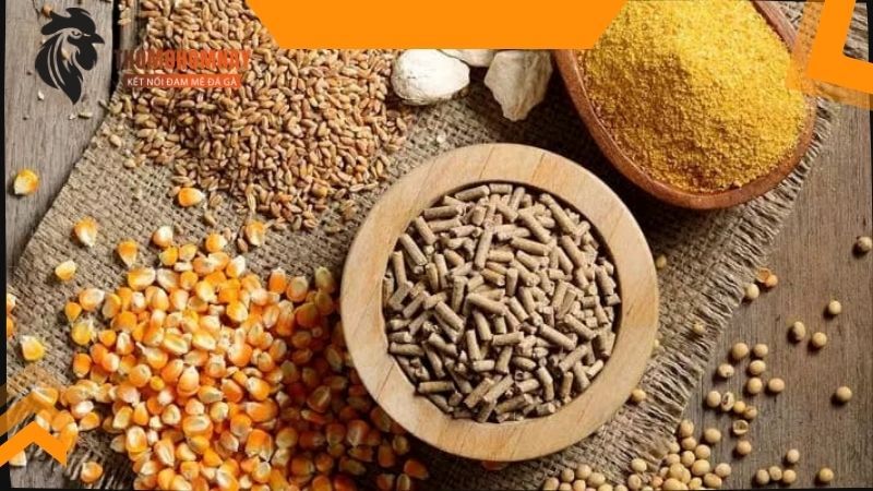 Gà chọi đẻ bao nhiêu trứng mỗi lứa khi được chăm sóc tốt cho thi đấu 4 Đảm bảo điều kiện về chuồng trại và không gian sống