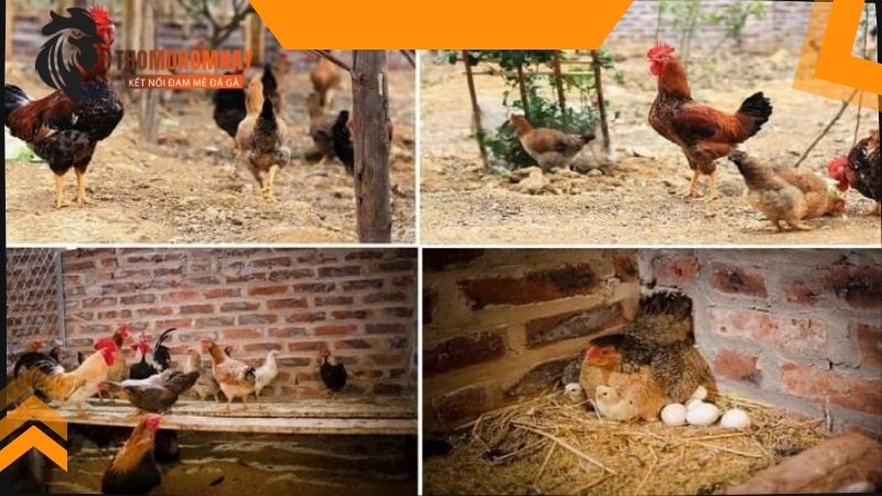 Gà chọi đẻ bao nhiêu trứng mỗi lứa khi được chăm sóc tốt cho thi đấu 3 Gà chọi đẻ bao nhiêu trứng mỗi lứa với chế độ dinh dưỡng đầy đủ