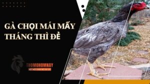 ga choi mai may thang thi de 1