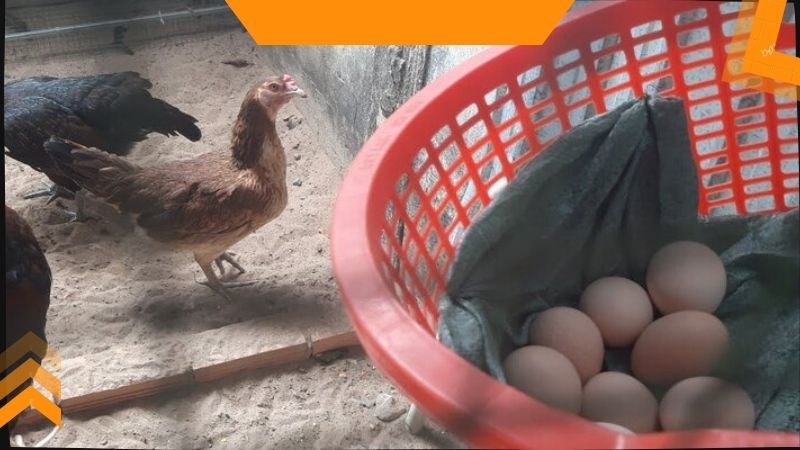 Lưu ý cần ghi nhớ trong quá trình nuôi gà chọi mái sinh sản